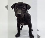 Small #3 American Staffordshire Terrier-Labrador Retriever Mix