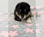 Small #6 Pomsky-Shiba Inu Mix