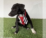 Small Photo #3 Borador Puppy For Sale in San Diego, CA, USA