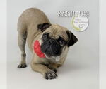 Small #1 Pug