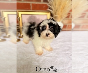 Maltipoo Puppy for sale in MURFREESBORO, TN, USA