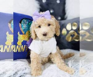 Goldendoodle (Miniature) Puppy for Sale in GRIFFITH, Indiana USA