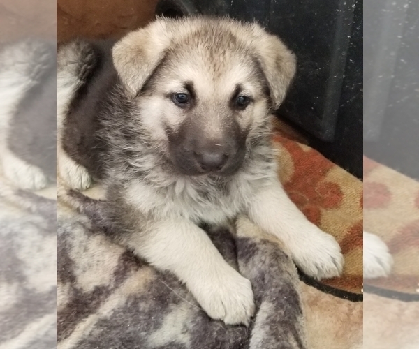 Medium Photo #5 German Shepherd Dog Puppy For Sale in PHOENIX, AZ, USA