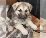 Small Photo #5 German Shepherd Dog Puppy For Sale in PHOENIX, AZ, USA
