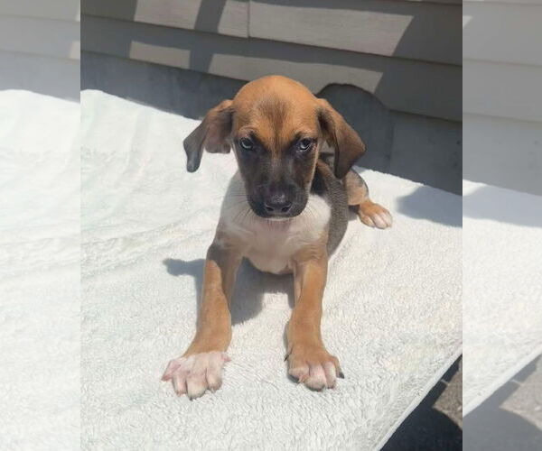 Medium Photo #13 Mutt Puppy For Sale in Germantown, OH, USA