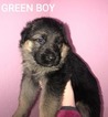 Small Photo #2 German Shepherd Dog Puppy For Sale in AZALEA, OR, USA