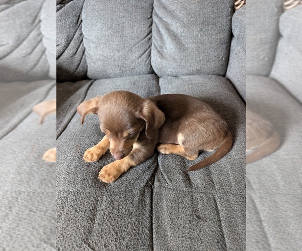 Medium Photo #3 Chiweenie Puppy For Sale in CAMANO ISLAND, WA, USA