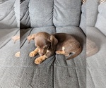 Small #2 Chiweenie