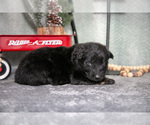 Small Photo #28 German Shepherd Dog Puppy For Sale in NAPPANEE, IN, USA