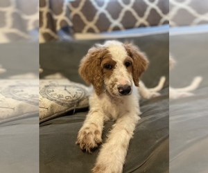 Double Doodle Puppy for sale in SEFFNER, FL, USA