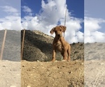 Small Photo #60 Rhodesian Ridgeback Puppy For Sale in MORONGO VALLEY, CA, USA