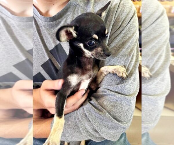 Medium Photo #3 Chihuahua Puppy For Sale in CHARLESTON, AR, USA