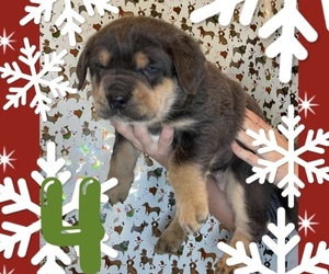 Cane Corso Puppy for sale in TAYLORSVILLE, KY, USA