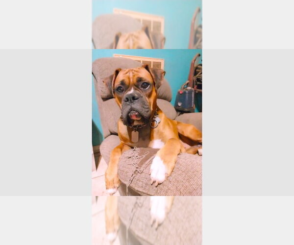 Medium Photo #1 Boxer Puppy For Sale in Austin, TX, USA