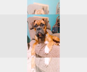 Boxer Dogs for adoption in Austin, TX, USA