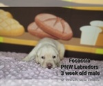 Small Photo #3 Labrador Retriever Puppy For Sale in ROGUE RIVER, OR, USA