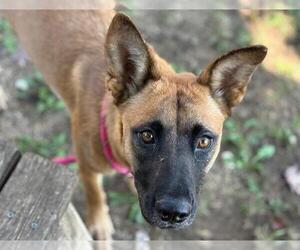 Medium German Shepherd Dog Mix