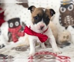 Small Photo #2 Jack Russell Terrier Puppy For Sale in CLAY, PA, USA
