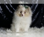 Small #4 Pomeranian