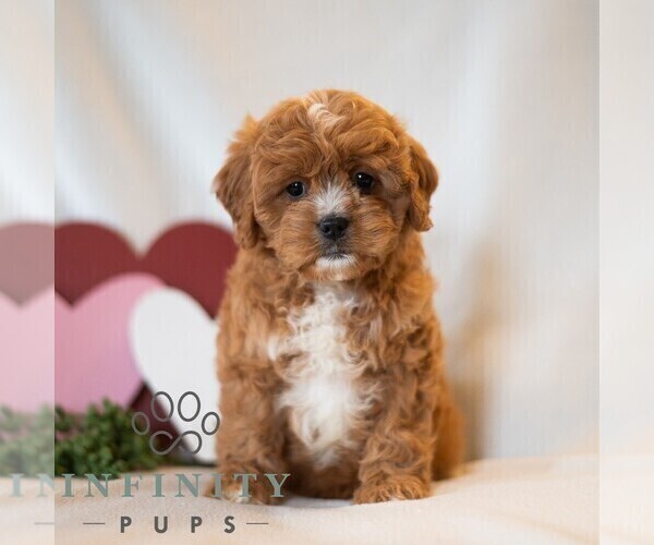 Medium Photo #5 Cavapoo (Miniature) Puppy For Sale in DORNSIFE, PA, USA