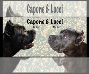 Mother of the Cane Corso puppies born on 01/31/2022