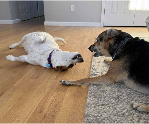 Medium Photo #6 Mutt Puppy For Sale in Boonton, NJ, USA