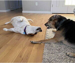 Boochie TX - Female Mutt Dog for Adoption - Photo #6