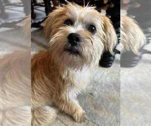 Shih Tzu-Unknown Mix Dogs for adoption in Germantown, OH, USA