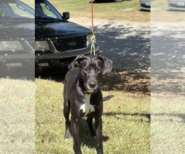 Medium Photo #1 American Staffordshire Terrier-Plott Hound Mix Puppy For Sale in Blairsville, GA, USA