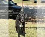 Rudi - Male American Staffordshire Terrier-Plott Hound Mix Dog for Adoption - Small photo
