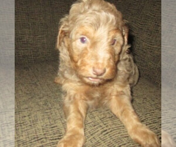 Medium Photo #6 Aussie-Poo Puppy For Sale in LINCOLN, AL, USA