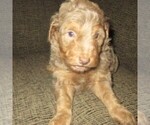 Small Photo #6 Aussie-Poo Puppy For Sale in LINCOLN, AL, USA