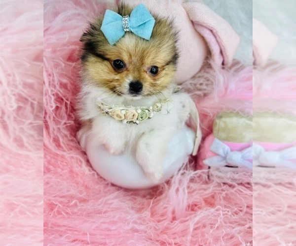 Medium Photo #27 Pomeranian Puppy For Sale in WEST PALM BEACH, FL, USA