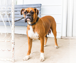 Mother of the Boxer puppies born on 08/28/2024