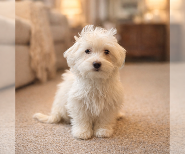 Medium Photo #2 Maltipoo (Miniature) Puppy For Sale in Phoenix, AZ, USA