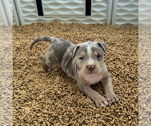 American Bully Puppy for sale in TRACY, CA, USA