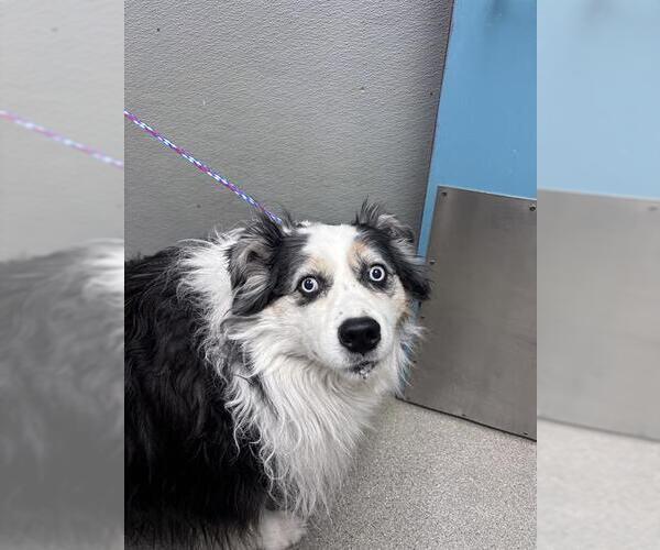 Medium Photo #1 Australian Shepherd-Unknown Mix Puppy For Sale in Las Vegas, NV, USA