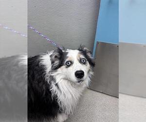 Australian Shepherd-Unknown Mix Dogs for adoption in Las Vegas, NV, USA