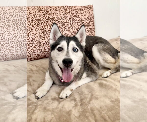 Medium Photo #2 Siberian Husky Puppy For Sale in Marathon, FL, USA