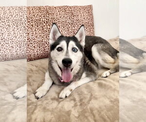 Lily - Female Siberian Husky Dog for Adoption - Photo #2