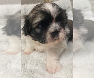 Pekingese Puppy for sale in HUSTONTOWN, PA, USA