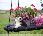 Small Photo #7 Pembroke Welsh Corgi Puppy For Sale in SPRINGFIELD, MO, USA