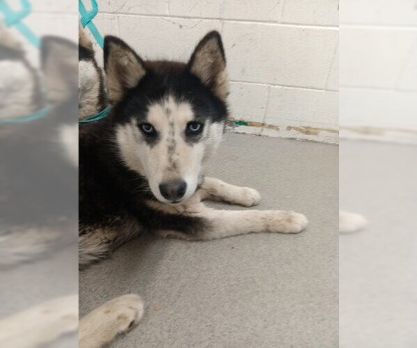 Medium Photo #1 Siberian Husky-Unknown Mix Puppy For Sale in San Bernardino, CA, USA