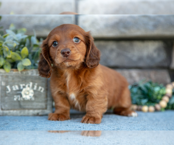 Medium Photo #2 Dachshund Puppy For Sale in SUGARCREEK, OH, USA