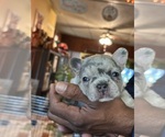 Small #16 French Bulldog