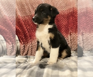 Australian Cattle Dog-Border Collie Mix Puppy for sale in HILLSBORO, WI, USA