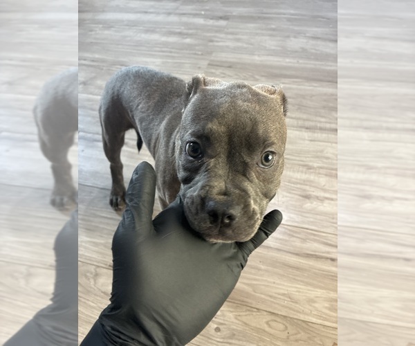 Medium Photo #1 American French Bull Terrier Puppy For Sale in NEW ORLEANS, LA, USA