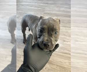American French Bull Terrier Puppy for sale in NEW ORLEANS, LA, USA