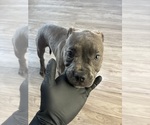 Image preview for Ad Listing. Nickname: Bella