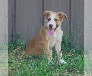 Border Collie Puppy for sale in DOUGLASS, KS, USA